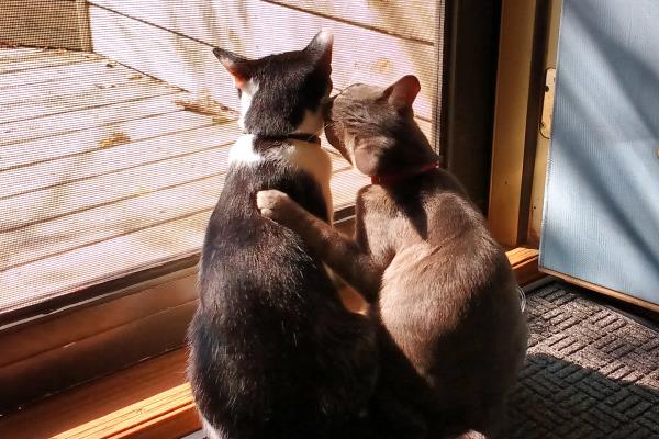 /Images/uploads/Cat Welfare Association/catwelfare2019calendarcontest/entries/6897thumb.jpg